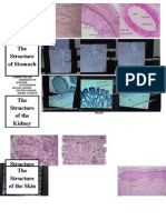 Structure of Blood Vessels, Stomach, Intestine, Kidney, Liver and Skin