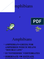 Amphibian Powerpoint