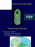 The Cell Cycle and How Cells Divide
