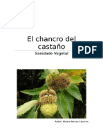 Chancro Del Castaño. Sanidad Vegetal.