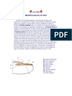 Morfologia de La Uña