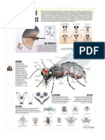 Insectos Anatomia