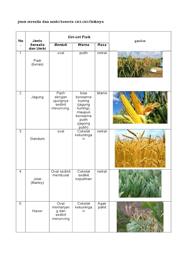 Jenis Serealia Dan Umbi Beserta Ciri