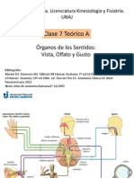 Anatomía Clase 7 A