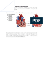 Ensayo- Sistema Circulatorio