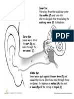 Anatomy Hearing