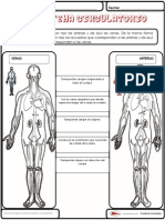 Sistema Circulatorio