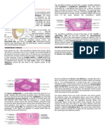 Histology of Testis