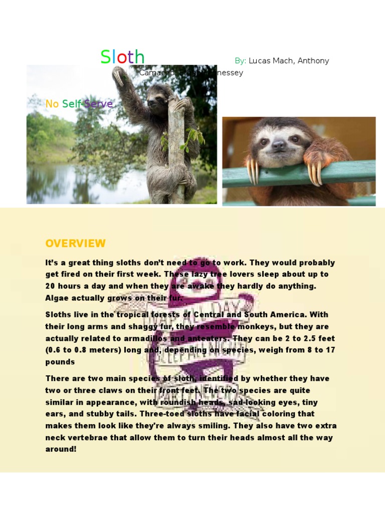 Sloth | PDF