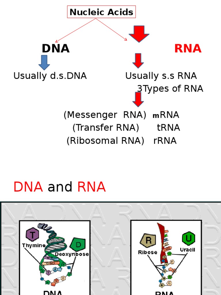 Rna and Transcription | Directionality (Molecular Biology) | Rna