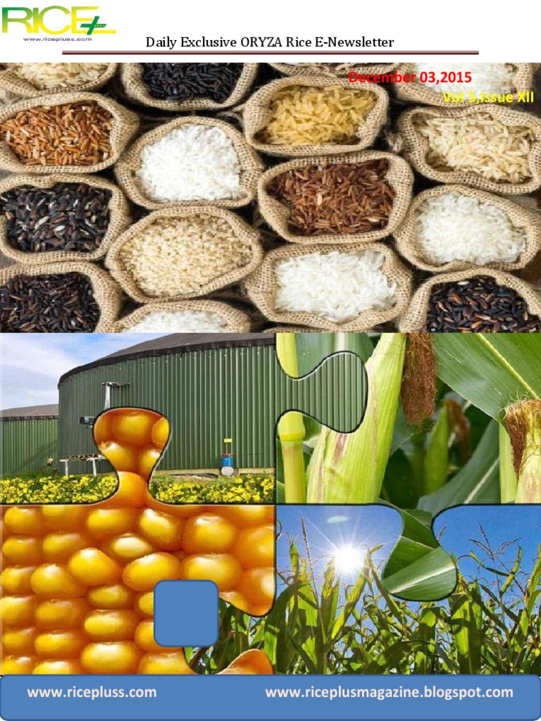 China-Thailand Rice Deal & Market Updates | PDF | Rice | Euro