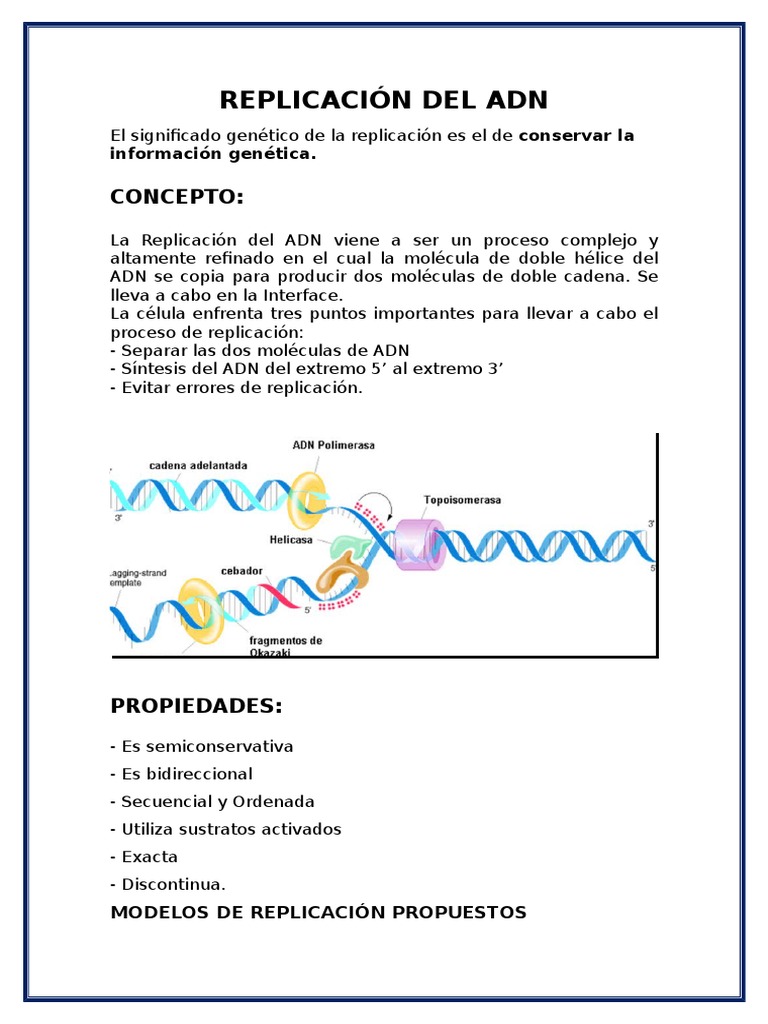 Proceso de Replicación del ADN Semiconservativa | PDF | Replicación De ...