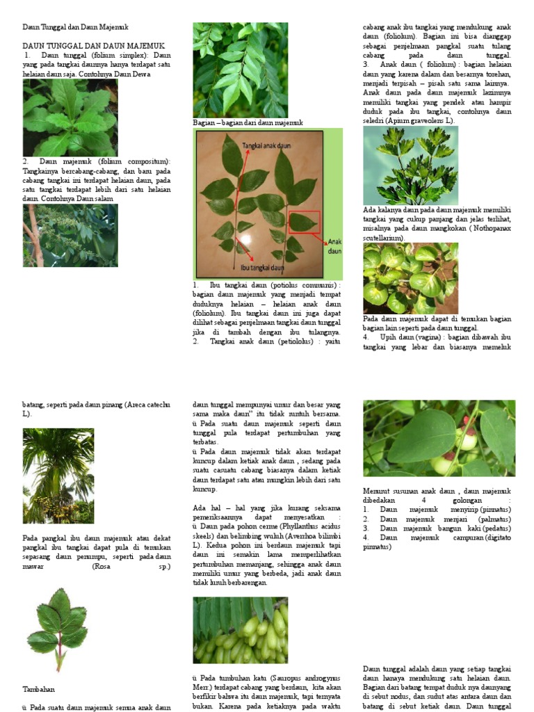Daun Tunggal Dan Daun Majemuk Daun Tunggal Dan Daun Majemuk