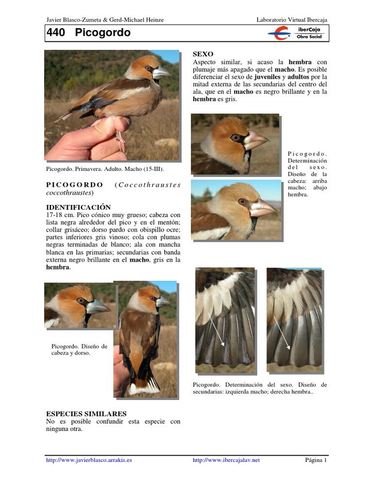 Identificación del Picogordo en España | PDF | Paravianos | Tetrápodos