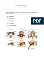 Diplomado en Osteopatia Clase 2