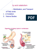 Fatty Acid Oxidation - 2