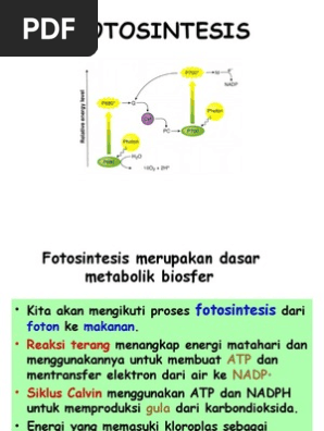 Fotosintesis Ppt