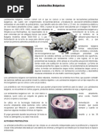 Lactobacillus Bulgaricus
