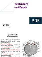 Curs11-Inginerie Citotisulara