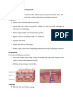 Histologi Kulit