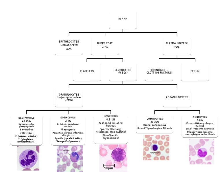 Components of Blood Chart