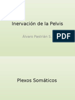 anatomia  Pelvis,inervación