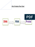 dna to proteins flow chart
