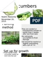 Cucumbers