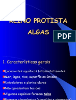 Apresentação Algas slide