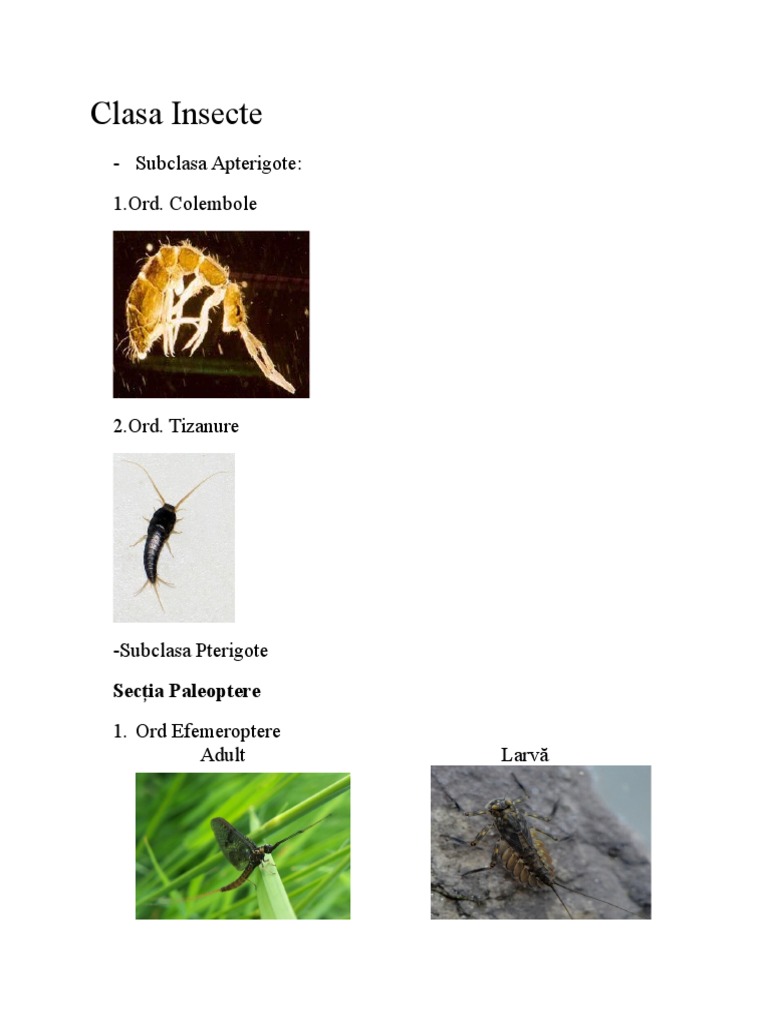 Clasa Insecte | PDF