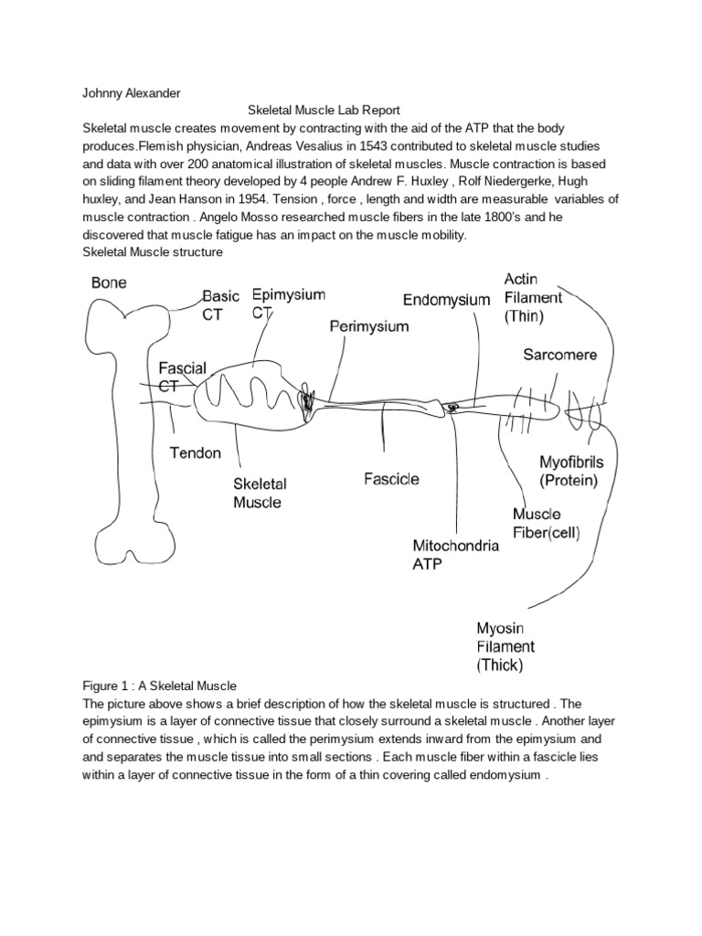 Skeletal Muscle Lab Report - Johnny Alexander | PDF | Social Science ...