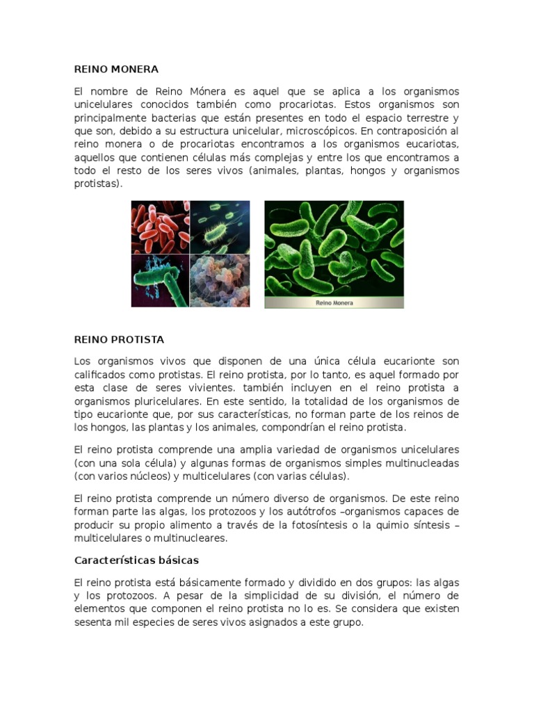 Características del Reino Monera | PDF | Organismos | Eucariotas