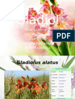 Gladiol