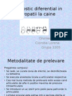 Diagnostic Diferential in Artropatii