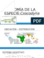 Anatomía de La Especie Crocodylia