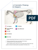 Extremitas Cranialis