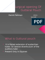 Surgical Opening of Gutteral Pouchh