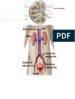Anatomy and Patho of Pyelonephritis