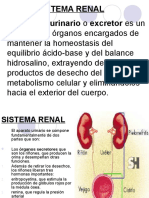 Sistema Renal