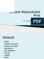 Sistem Reproduksi Pria