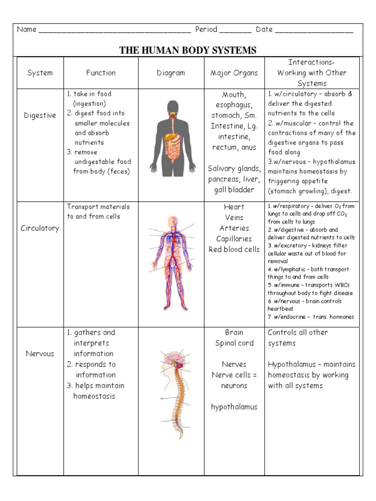 Body Systems Interactions Chart | Human Body | Lung