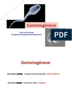 Gametogenese-Medicina