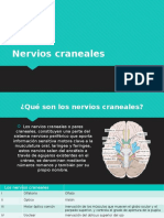 Nervios Craneales