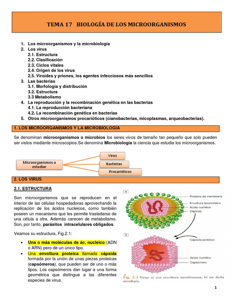 Microbiología: Virus y Bacterias | PDF | Las bacterias | Virus