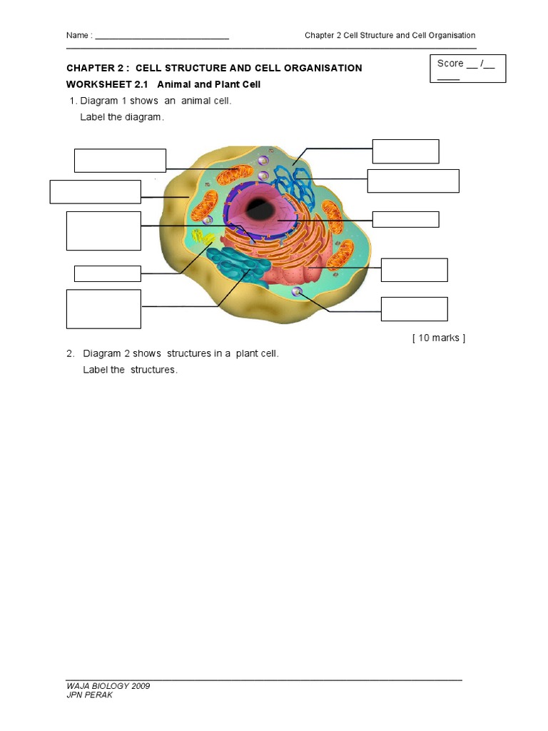 WORKSHEET 22.22 Animal and Plant Cell  PDF  Endoplasmic Reticulum For Animal And Plant Cells Worksheet