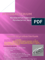 Genul Mycobacterium