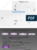 Clostridium