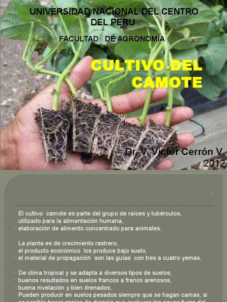 CULTIVO DEL CAMOTE (1).pptx Batata Hoja