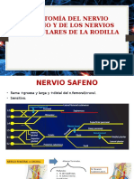 Anatomia Nervio Safeno y Geniculares Rodilla