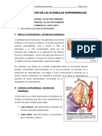 Tema III. Fisiología de Las Glándulas Suprarrenales